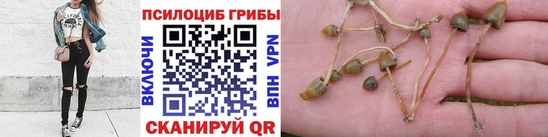 Псилоцибиновые грибы мухоморы  Полтавская 